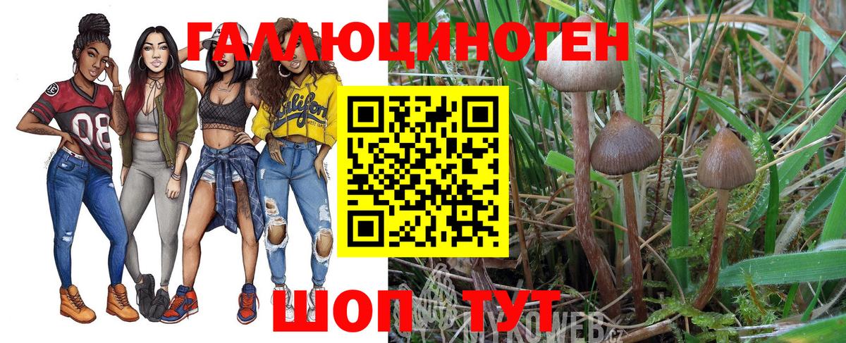 закладка  Вход с VPN  Салават  Галлюциногенные грибы Psilocybine cubensis 